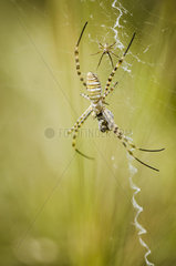Argiope (Argiope sp)  female (large) and male (small) with prey on their net  New Caledonia