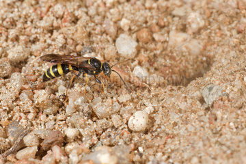 Digger wasp (Gorytes laticinctus) digging its nest. During an attack  the wasp cut off the head of an ant  the ant remained hooked to its paw. France