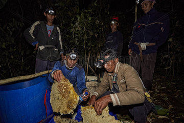 The Honey Nights. The day after the harvest  the men from Pak Hamsah's family prepare the honey. They cut the combs and filter the nectar. For the start of this season  the harvest was meager: only 18kg were extracted the previous evening. Borneo  Indonesia