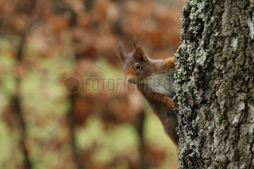 Red squirrel (Sciurus vulgaris) on a trunk  Ardenne  Belgium