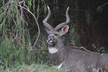 Mountain nyala undergrowth - Ethiopia