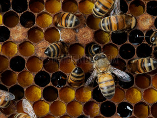 Honey bee (Apis mellifera) - Honeybees nurses on pollen cells-