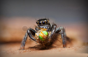 Jumping spider feeding on a fly - NSW Australia