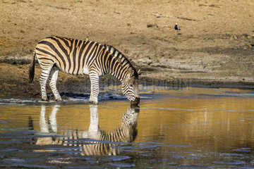 Burchell's zebra (Equus burchellii) drinking at waterhole  Kruger national park  South Africa
