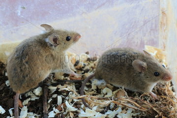 Western Mediterranean Mouse (Mus spretus)  Spain