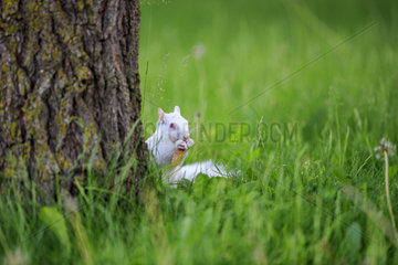 Albino Eastern gray squirrel eating on grass - Minnesota USA