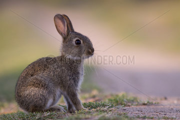 European rabbit (Oryctolagus cuniculus) by the roadside  Alsace  France