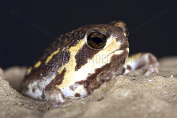 Mozambique Rainfrog (Breviceps mossambicus)