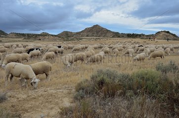 Coming back from the summer pastures (from the Roncal Valley in the Pyrenees) by crossing Bardenas-Reales desert  Navarre  Basque country  Spain