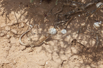 Bosc's fringe-toed lizard (Acanthodactylus boskianus)  Morocco