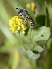 Solitary bee (Andrena ventralis) female  Taubergiessen nature reserve  on the Rhine  Rhinau  Alsace  France