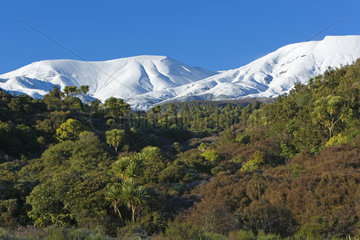 Tongariro mount National Park  North Island  New Zealand