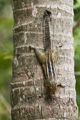 Indian palm squirrel on a trunk - Minneriya Sri Lanka