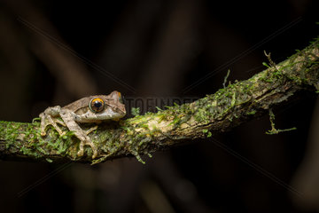 Reticulate Bright-eyed Frog - Ranomafana Madagascar