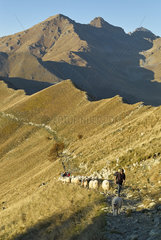 Brigasca ewes  dairy breed of alpine pastures  Mercantour  Alpes  France
