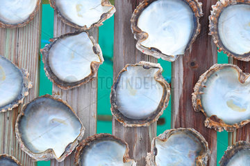 Oyster shells pearl - Rangiroa French Polynesia