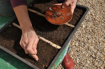 Sowing wild companion plants in a tray