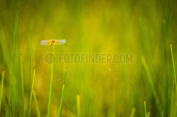 Dragonfly on a grass  Northern Province  New Caledonia