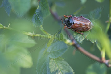 Common cockchafer on a leaf in spring - Kaiserstuhl Germany