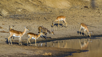 Impala (Aepyceros melampus) and Nyala (Tragelaphus angasiig)  Kruger National park  South Africa