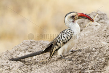 Red-billed Hornbill eating termites - Samburu Kenya