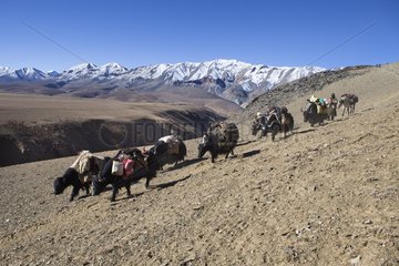 Caravan of Yacks  Changthang Plateau  Ladakh  Himalayas  India