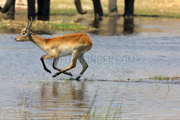 Lechwe running in water - Botswana