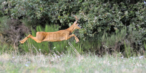 Roe deer (Capreolus capreolus) jumping  Couesmes  Indre-et-Loire  Region Loire valley  France