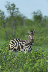 Burchell's Zebra (Equus burchellii)  Kruger  South Africa