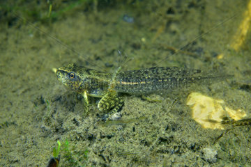 Grass frog tadpole in a pond - Prairie du Fouzon France