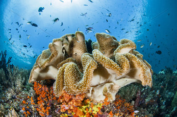 Mushroom Leather Coral (Sarcophyton sp)  Misool  Raja Ampat  West Papua  Indonesia