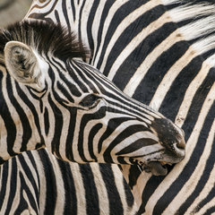 Burchell?s zebra (Equus burchellii)  Kruger National park  South Africa