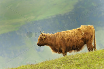 Cow Highland - Scotland