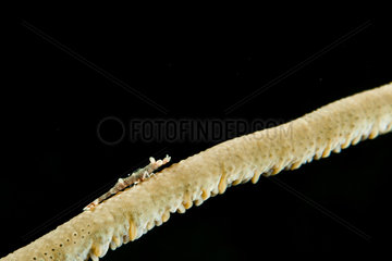 Commensal whip coral shrimp  Siladen  North Sulawesi  Indonesia