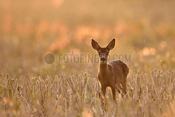 Fawn Roe Deer at dusk - Burgundy France