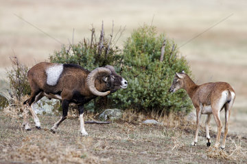 Mouflon (Ovis ammon)  ram approaching female  Spain