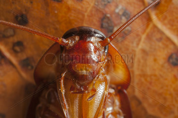 Portrait of Cockroach - Indonesia