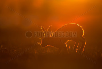 Brown Hare running in a meadow at sunset - GB