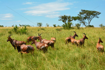 Blesboks in the bush - Queen Elizabeth NP Uganda