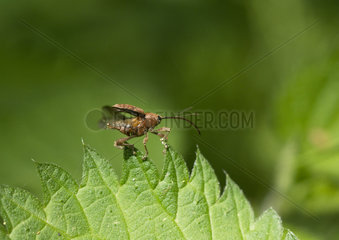 Acorn weevil flying away - France