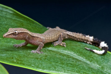 Clawless gecko (Ebenavia inunguis)  Madagascar