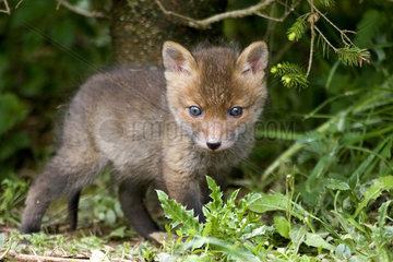 Red fox (Vulpes vulpes) young at the exit of the burrow in a spruce forest  Ardenne  Belgium