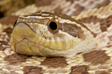 Western hog-nosed snake (Heterodon nasicus)  Minnesota  USA
