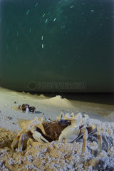 Horned Ghost crabs  Horned-eyed Ghost Crab  Ghost Crabs and star trails Ocypode ceratophthalma New Caledonia