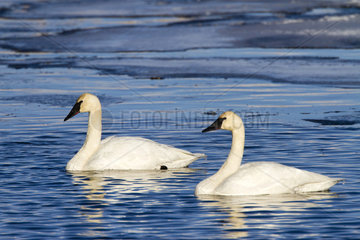 Trumpeter Swans on water - Grand Teton USA
