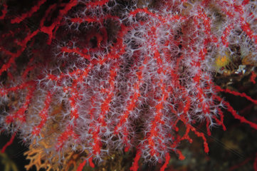 Red coral (Corallium rubrum) on reef  Mediterranean Sea  French Riviera  France