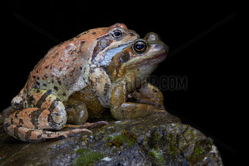 Common Frogs mating on black background