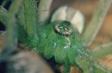 Head with numerous eyes of green huntsman spider
