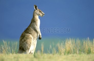 Kangourou gris de l'Est mâle Victoria Australie
