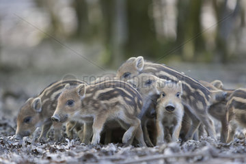 Wild boar (Sus scrofa) Piglets underwood  La Bannie Park  Grand Est  France